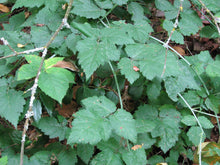 Trailing Pacific Blackberry - Rubus ursinus - 1 Bare Root Plant - Blackberries -- Bitcoin accepted!