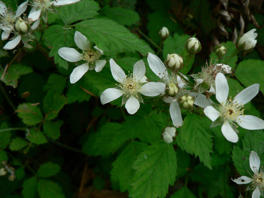 Trailing Pacific Blackberry - Rubus ursinus - 1 Bare Root Plant - Blackberries -- Bitcoin accepted!
