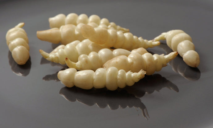 Crosnes Tubers - Stachys affinis, the Chinese artichoke, crosne, or chorogi - Delicious - Crunchy - Easy to Grow