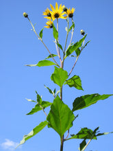 Sunchoke - Variety Pink Crispy - Helianthus tuberosa - Sunroot - Jerusalem Artichoke Individual Tubers for Planting or Eating