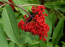 Live Red Elderberry Plant - Bare Well Rooted Plants - Ready To Plant in your Garden (Sambucus racemosa)