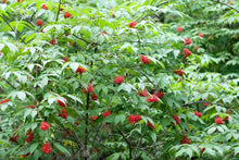 Live Red Elderberry Plant - Bare Well Rooted Plants - Ready To Plant in your Garden (Sambucus racemosa)