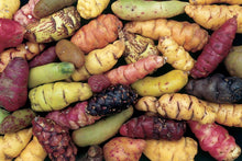 Oca Tubers - Oxalis tuberosa - New Zealand Yam