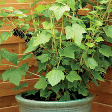 10 Black Currant Cuttings For Propagation/rooting (Ribes nigrum) Blackcurrant Black Current Berry Bush Plants