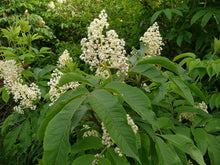 Live Red Elderberry Plant - Bare Well Rooted Plants - Ready To Plant in your Garden (Sambucus racemosa)