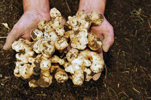 Stampede Jerusalem Artichoke Tubers (Organic) By The Pound - Early maturing - Big Tubers - Stampede Variety Sunchokes/Sunroot - Bitcoin