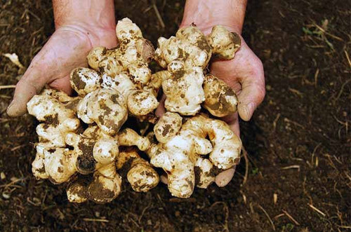Stampede Jerusalem Artichoke Tubers (Organic) By The Pound - Early maturing - Big Tubers - Stampede Variety Sunchokes/Sunroot - Bitcoin