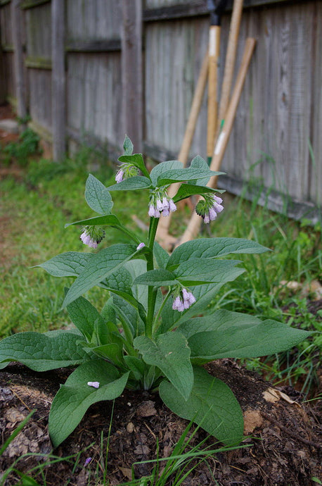 Comfrey Plant - Crown Cuttings - Establishes much faster and more reliably than root cuttings - Bocking 4 Variety