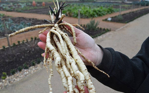 Organic Skirret Plants (Sium sisarum) - Easy to Grow Root Vegetable like Carrots or Parsnips - Plant Starts