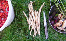 Organic Skirret Plants (Sium sisarum) - Easy to Grow Root Vegetable like Carrots or Parsnips - Plant Starts