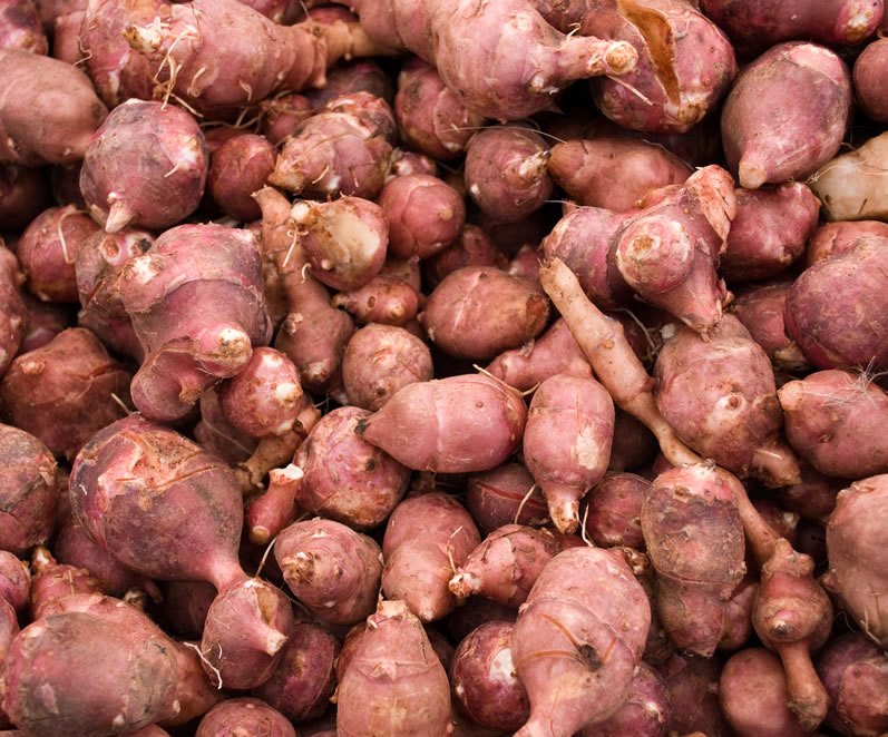 Red Jerusalem Artichoke small SEED Tubers (Organic) - Winter Hardy Red Fuseau Variety