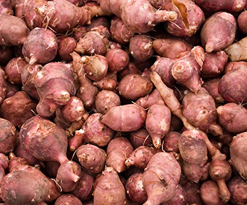 Red Jerusalem Artichoke Tubers (Organic) By the Pound - Winter Hardy Red Fuseau Variety - For planting or eating