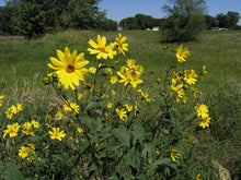 Stampede Variety Jerusalem Artichoke Tubers (Organic) - Per Tuber - Early maturing - Big Tubers - Stampede Sunchokes / Sunroot