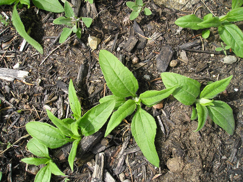 Sunchoke - Variety White Fuseau - Helianthus tuberosa - Sunroot - Jerusalem Artichoke Tubers for Planting or Eating